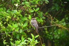 Myiarchus magnirostris