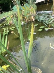 Tetragnatha laboriosa