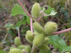 Xanthium orientale riparium