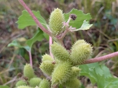 Xanthium orientale riparium