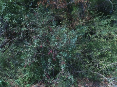 Berberis vulgaris