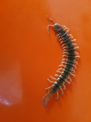Scolopendra polymorpha