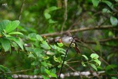 Myiarchus magnirostris
