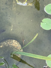 Tetragnatha laboriosa