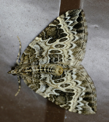 Eulithis explanata