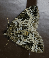 Eulithis explanata