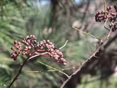 Zanthoxylum schinifolium