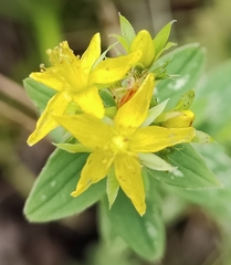 Hypericum tetrapterum