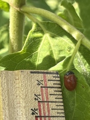 Chelymorpha cribraria