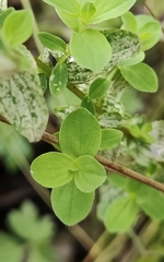 Hypericum tetrapterum