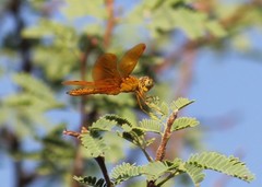 Perithemis intensa