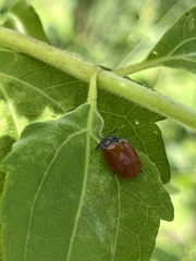 Chelymorpha cribraria