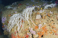 Eunicella singularis