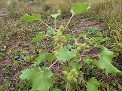 Xanthium orientale riparium