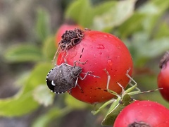 Holcostethus sphacelatus