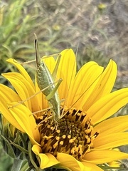 Oecanthus quadripunctatus