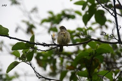 Myiarchus magnirostris