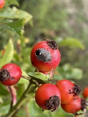 Holcostethus sphacelatus