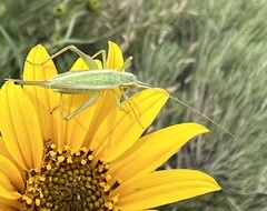 Oecanthus quadripunctatus