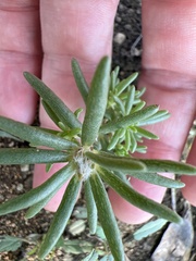 Portulaca pilosa