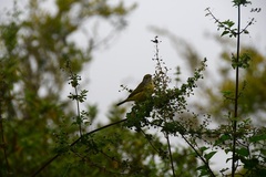 Setophaga petechia aureola