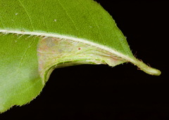 Phyllonorycter diversella