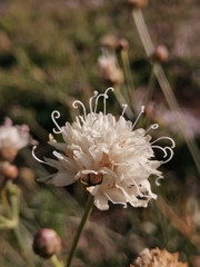 Cephalaria leucantha