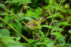 Setophaga petechia aureola