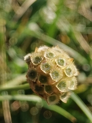 Cephalaria leucantha