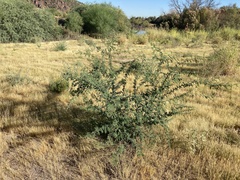 Vachellia constricta