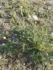 Cephalaria leucantha