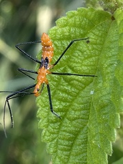 Zelus longipes