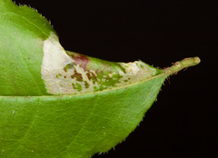 Phyllonorycter diversella