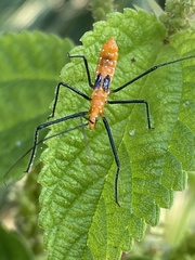 Zelus longipes