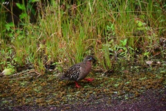 Zenaida galapagoensis