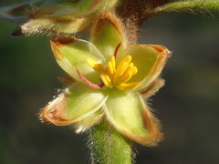 Hibbertia sericea