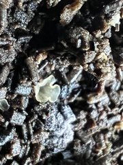 Chlorosplenium chlora