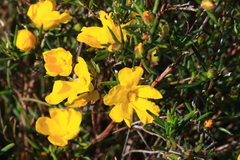 Hibbertia aurea