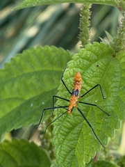 Zelus longipes