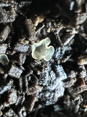 Chlorosplenium chlora