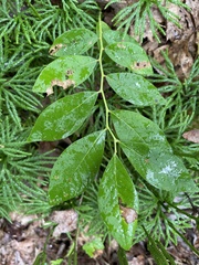 Vaccinioideae