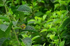 Setophaga petechia aureola