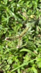 Dactyloctenium aegyptium
