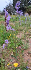 Ixia rapunculoides