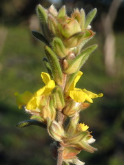 Hibbertia sericea