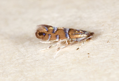 Phyllonorycter diversella