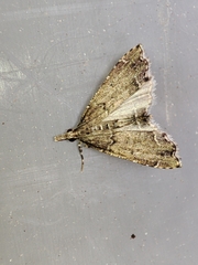 Diplopseustis perieresalis