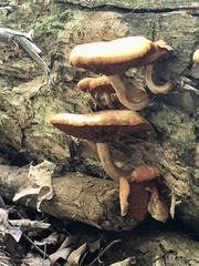 Gymnopilus luteus