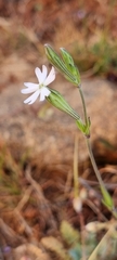 Silene aethiopica