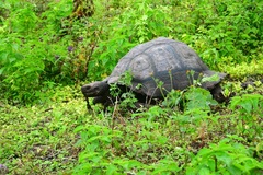 Chelonoidis niger donfaustoi